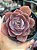 Echeveria dusty rose - Imagem 1