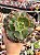 Echeveria corelli (sem raiz) - Imagem 1