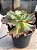 Echeveria corelli - Imagem 2