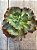 Echeveria corelli - Imagem 3