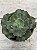 Echeveria corelli (sem raiz) - Imagem 2
