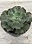 Echeveria corelli (sem raiz) - Imagem 1