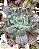 Echeveria bubble machine (by Dick Wright) (sem raiz) - Imagem 2