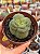 Crassula hemisphaerica - Imagem 1