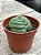 Crassula hemisphaerica - Imagem 2
