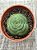 Crassula hemisphaerica - Imagem 3