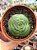 Crassula hemisphaerica - Imagem 1