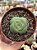 Crassula hemisphaerica - Imagem 1