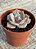 Graptoveria purple delight - Imagem 3