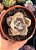 Graptoveria purple delight - Imagem 1