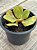 Aeonium glutinosum - Imagem 3