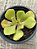 Aeonium glutinosum - Imagem 4