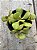 Aeonium glutinosum - Imagem 1