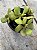 Aeonium glutinosum - Imagem 3