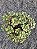 Aeonium glutinosum - Imagem 2