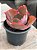 Echeveria red trump - Imagem 3