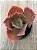 Echeveria red trump - Imagem 4