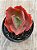 Echeveria red trump - Imagem 4