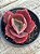 Echeveria red trump (rt) (sem raiz) - Imagem 3