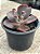 Echeveria thanos - Imagem 3