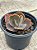 Echeveria thanos - Imagem 4