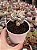 Cotyledon orbiculata oophylla - Imagem 1