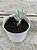 Cotyledon orbiculata oophylla - Imagem 2