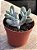 Cotyledon orbiculata oophylla - Imagem 2