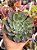 Echeveria raindrops híbrida - Imagem 1