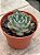 Echeveria raindrops híbrida - Imagem 2
