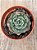 Echeveria raindrops híbrida - Imagem 3