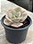 Echeveria rosa de jade - Imagem 2