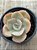 Echeveria rosa de jade - Imagem 3