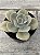 Echeveria rosa de jade - Imagem 2