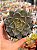 Echeveria super bowl - Imagem 1