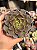 Echeveria super bowl - Imagem 1