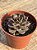 Echeveria super bowl - Imagem 4