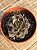 Echeveria super bowl - Imagem 3
