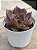 Echeveria super bowl - Imagem 3