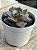 Echeveria super bowl - Imagem 3