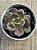 Echeveria super bowl - Imagem 4