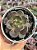 Echeveria super bowl - Imagem 1
