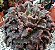 Echeveria super bowl - Imagem 2