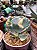 Cotyledon undulata variegata - Imagem 2