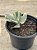 Cotyledon undulata variegata - Imagem 3