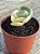 Cotyledon undulata variegata - Imagem 3