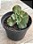 Echeveria noway - Imagem 2