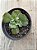 Echeveria noway - Imagem 3