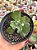Echeveria noway - Imagem 1