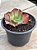 Echeveria noway - Imagem 2